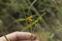 Alloispermum scabrum
