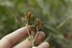 Alloispermum scabrum