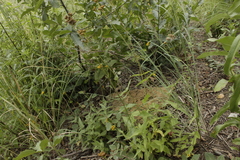 Alloispermum scabrum