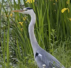 Ardea cinerea