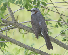 Hypsipetes amaurotis