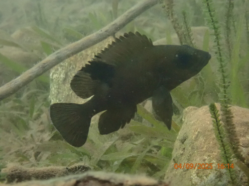 Neolamprologus toae