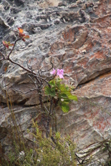 Pelargonium cucullatum strigifolium
