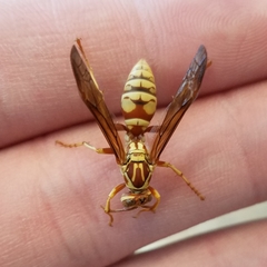Polistes apachus apachus