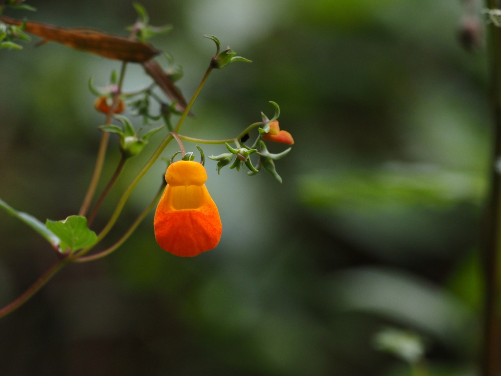 Calceolaria boliviana