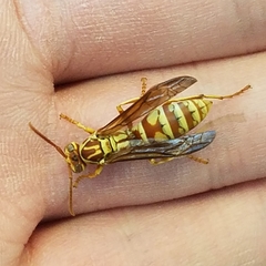 Polistes apachus apachus