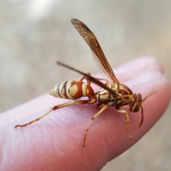 Polistes apachus apachus
