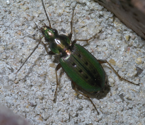 Agonum octopunctatum photo 3
