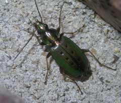 Agonum octopunctatum