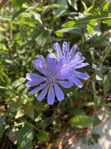 chicory