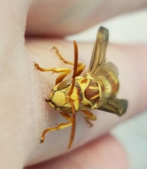 Polistes apachus apachus