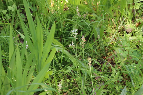 Tinged Viooltjie (Lachenalia mediana)