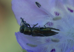 Agrilaxia flavimana