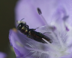 Agrilaxia flavimana