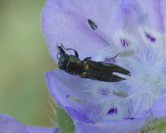 Agrilaxia flavimana