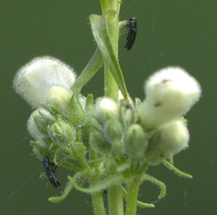 Agrilaxia flavimana