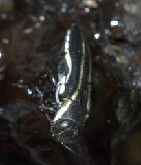 Agrilus bilineatus