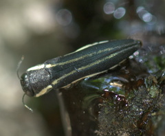 Agrilus bilineatus