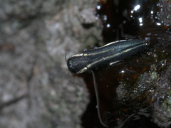 Agrilus bilineatus