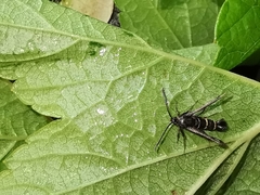 Synanthedon tipuliformis