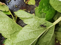 Synanthedon tipuliformis