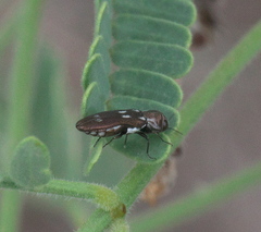Agrilus paraimpexus
