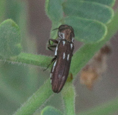 Agrilus paraimpexus