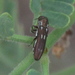 Agrilus paraimpexus - Photo (c) Robert Webster, some rights reserved (CC BY-SA), uploaded by Robert Webster