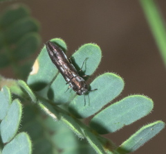 Agrilus paraimpexus
