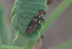 Agrilus paraimpexus
