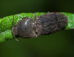 Agrypnus rectangularis