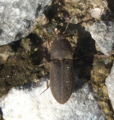 Agrypnus rectangularis