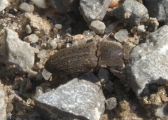 Agrypnus rectangularis