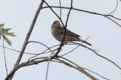 Passerculus sandwichensis