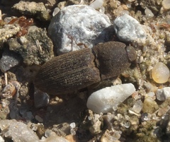 Agrypnus rectangularis