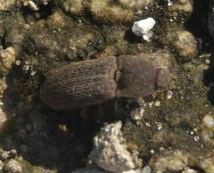 Agrypnus rectangularis