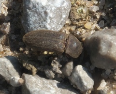 Agrypnus rectangularis