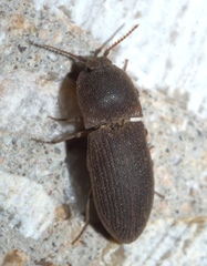 Agrypnus rectangularis