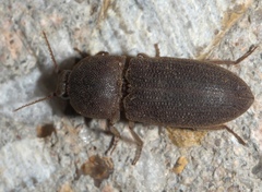 Agrypnus rectangularis