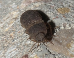 Agrypnus rectangularis
