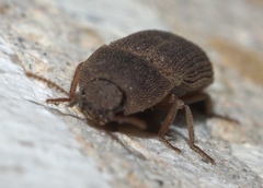 Agrypnus rectangularis