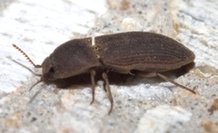 Agrypnus rectangularis