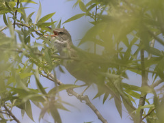 Acrocephalus orientalis