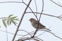 Passerculus sandwichensis