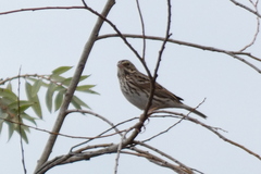 Passerculus sandwichensis