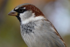 Passer domesticus