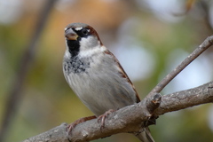 Passer domesticus