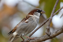 Passer domesticus