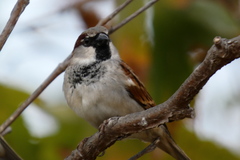 Passer domesticus