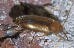 Allopoda lutea